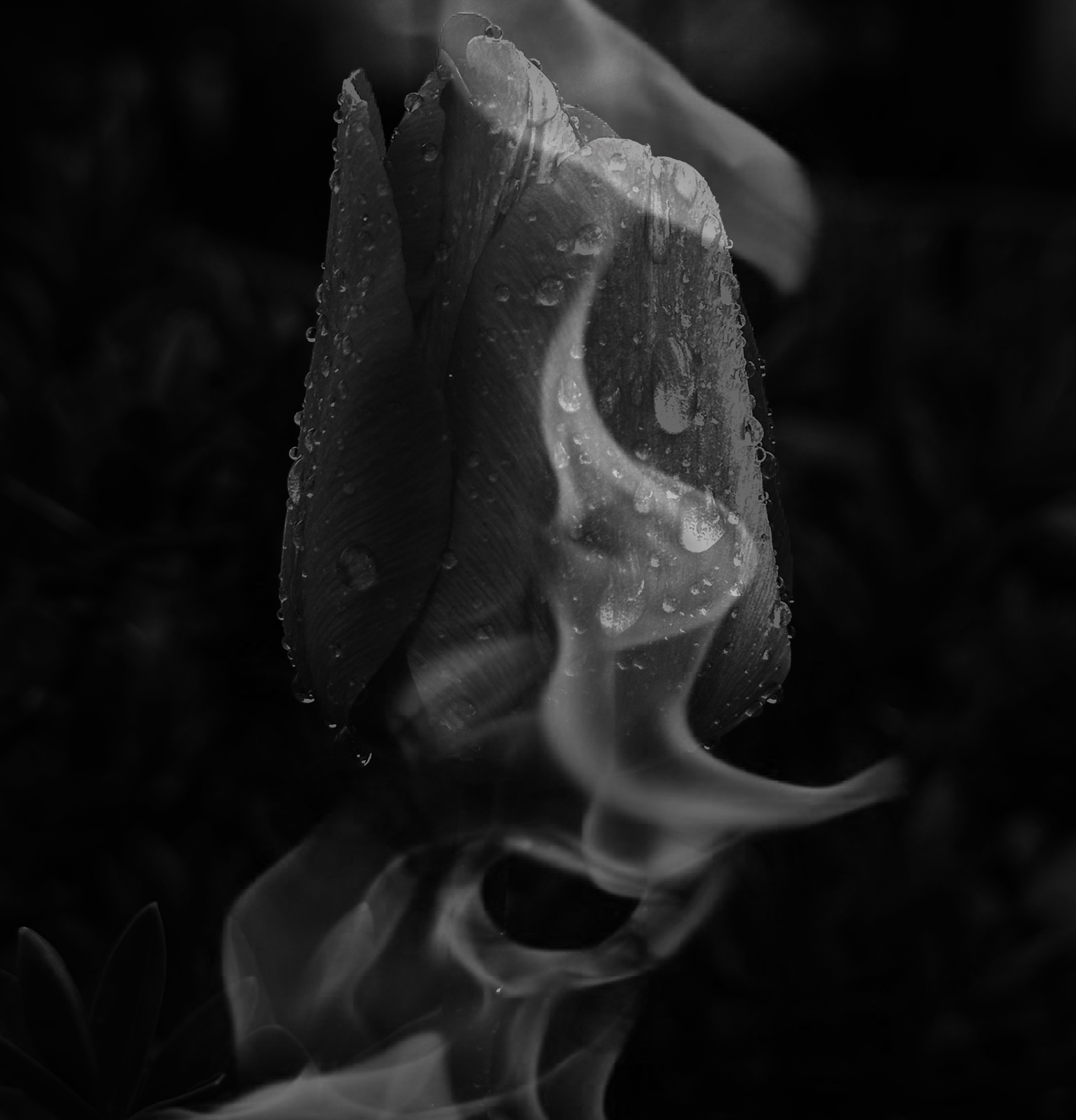 contemporary monochrome botanical photography art abiakyarna