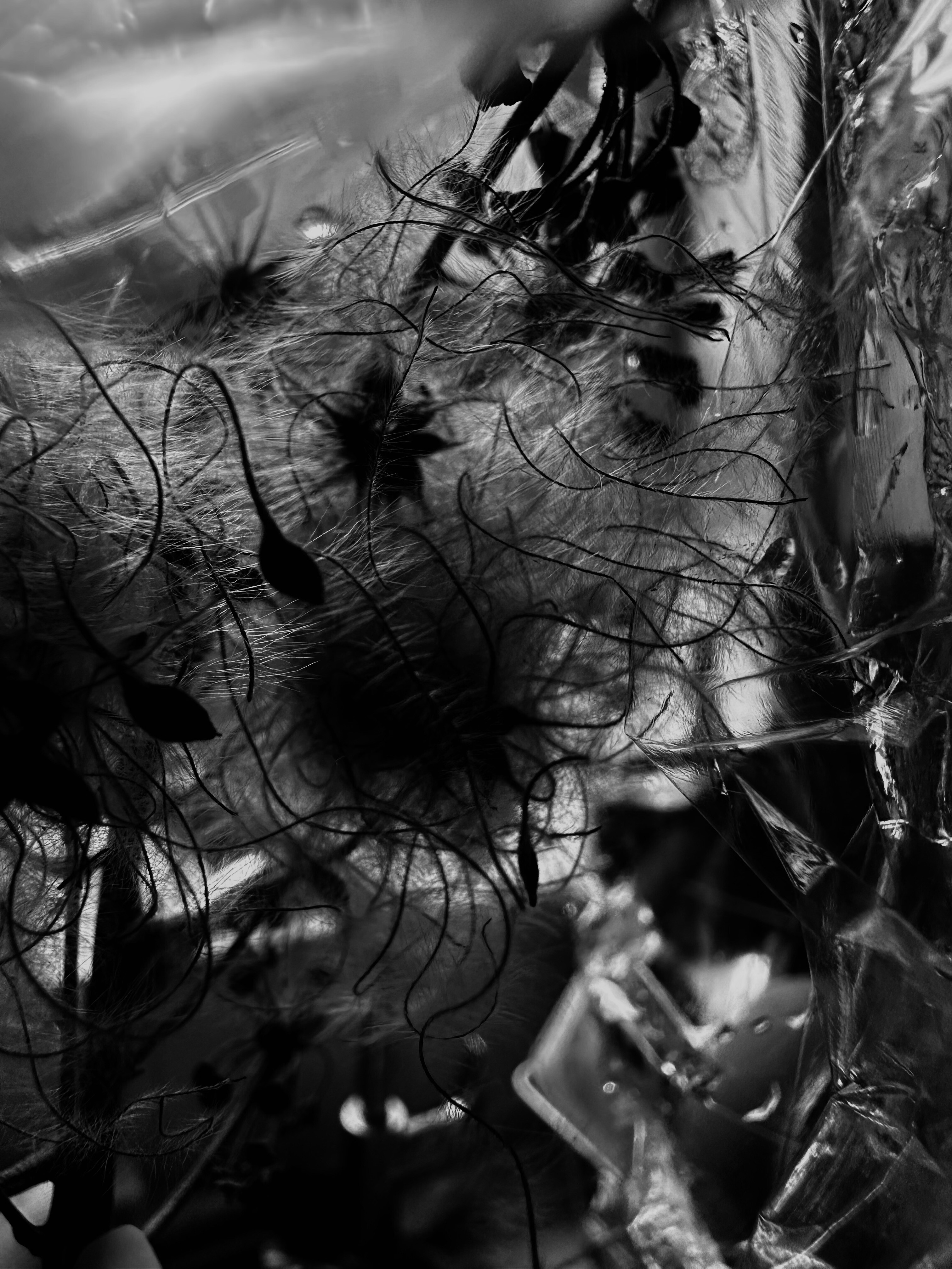 contemporary monochrome close up decomposed botanical art abiakyarna